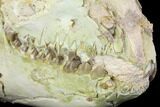Fossil Oreodont (Merycoidodon) Skull - Wyoming #144151-2